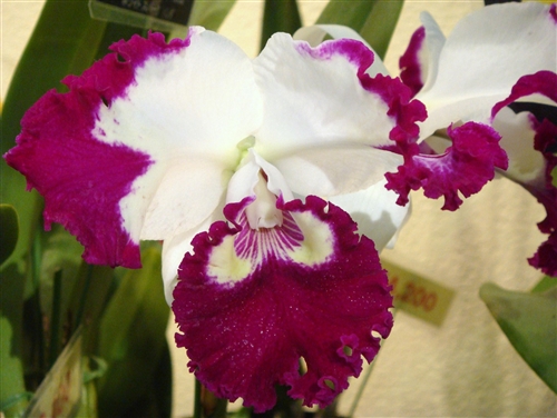 Rlc. White Spark — Seattle Orchid