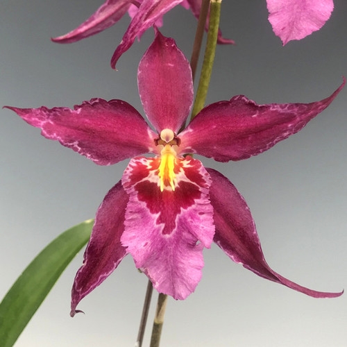 Aliceara Stellar 'Hoku' — Seattle Orchid