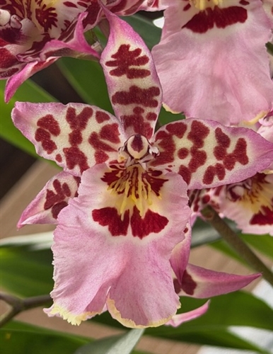 Aliceara Vivacious 'Partytime' — Seattle Orchid