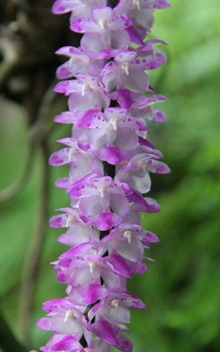 Aerides multiflora — Seattle Orchid
