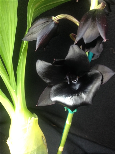 Monnierara Millennium Magic 'Witchcraft' FCC/AOS — Seattle Orchid