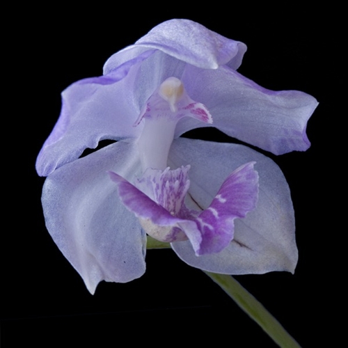 Acacallis cyanea — Seattle Orchid