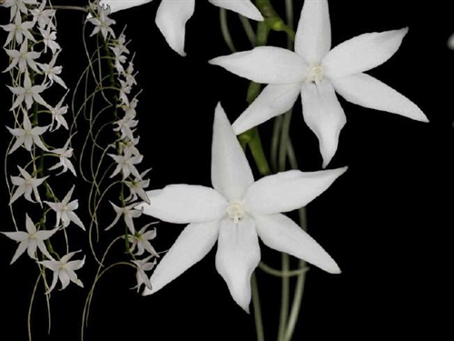 Aerangis articulata — Seattle Orchid