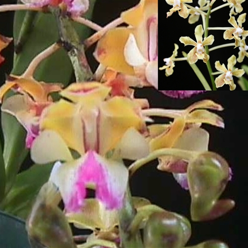 Aerides houlletiana x V. lamellata — Seattle Orchid