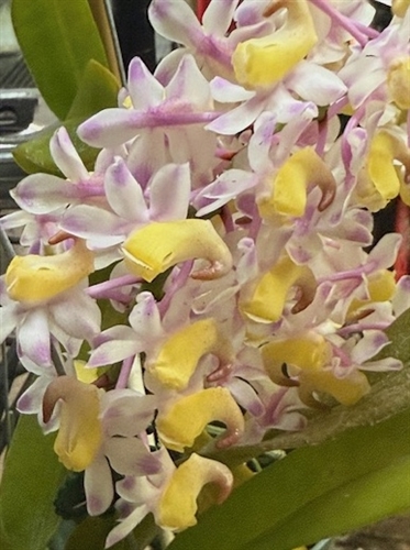 Aerides quinquevulnera — Seattle Orchid