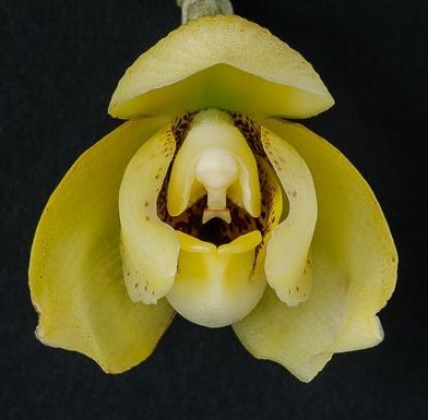 Acineta mireyae — Seattle Orchid