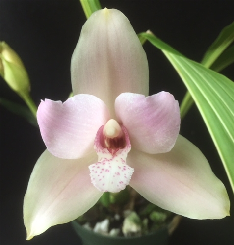 Angulocaste Dennis Kleinbach x Lyc. Auburn x Lyc. skinneri 'Pala Waterfield' — Seattle Orchid