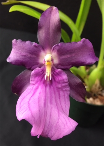 Miltonia spectabilis var. moreliana — Seattle Orchid