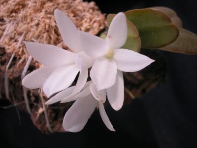 Aerangis fastuosa — Seattle Orchid