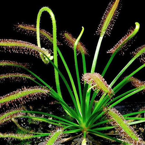 Drosera capensis — orchid specimen at Seattle Orchid