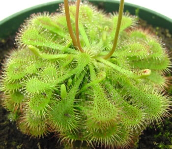 Drosera spathulata — orchid specimen at Seattle Orchid