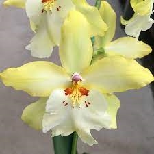 Vuylstekeara Celtic Sun 'Maya' — orchid specimen at Seattle Orchid
