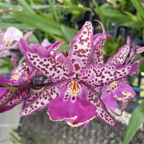 Aliceara Mem. Donald Yamada 'FJ-72' — orchid specimen at Seattle Orchid