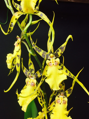 Aliceara Pacific Nova 'Okika' — orchid specimen at Seattle Orchid