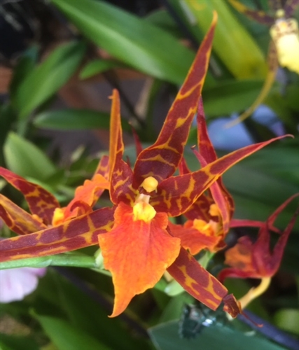 Adaglossum Tarantula 'Sweet Orange' — orchid specimen at Seattle Orchid