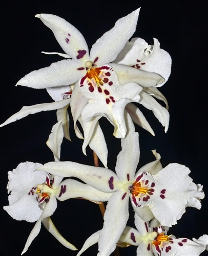 Aliceara Winter Wonderland 'White Fairy' — orchid specimen at Seattle Orchid
