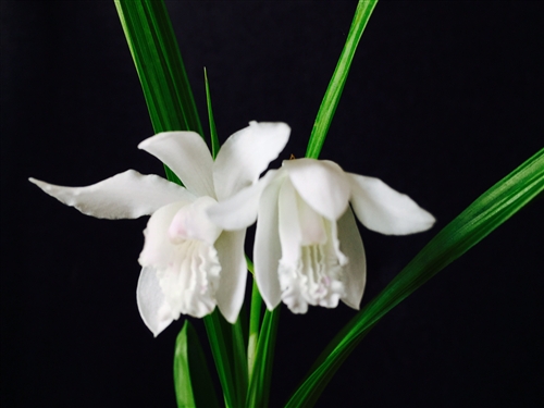 Bletilla striata v. alba — orchid specimen at Seattle Orchid