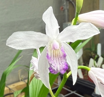 Bletilla striata 'Kuchibeni' — orchid specimen at Seattle Orchid