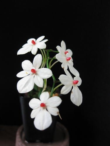 Aerangis luteo-alba var. rhodosticta — orchid specimen at Seattle Orchid