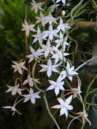 Aerangis mystacidii orchids species — orchid specimen at Seattle Orchid