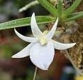 Angraecum rutenbergianum — orchid specimen at Seattle Orchid