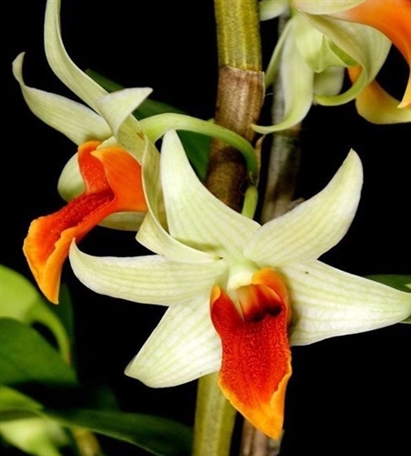 Dendrobium Jiaho Delight 'Red Lips’ — orchid specimen at Seattle Orchid