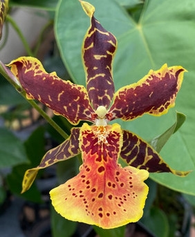 Aliceara Hilo Ablaze — orchid specimen at Seattle Orchid