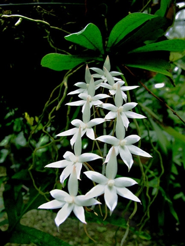 Aerangis luteo-alba var. rhodosticta — orchid specimen at Seattle Orchid