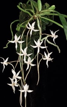 Aerangis jacksonii — orchid specimen at Seattle Orchid