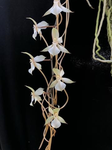 Aerangis kotschyana — orchid specimen at Seattle Orchid