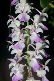 Aerides falcata — orchid specimen at Seattle Orchid