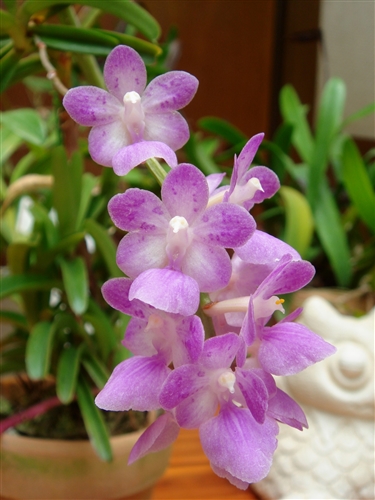 Aerides krabiensis — orchid specimen at Seattle Orchid