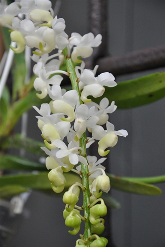 Aerides odorata v. alba — orchid specimen at Seattle Orchid