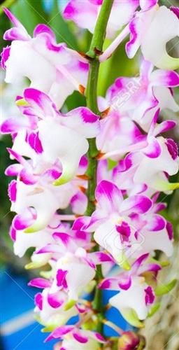 Aerides odorata — orchid specimen at Seattle Orchid