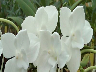 Amesiella monticola — orchid specimen at Seattle Orchid
