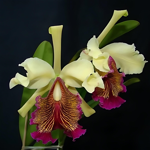 Cattleya dowiana v. aurea — orchid specimen at Seattle Orchid