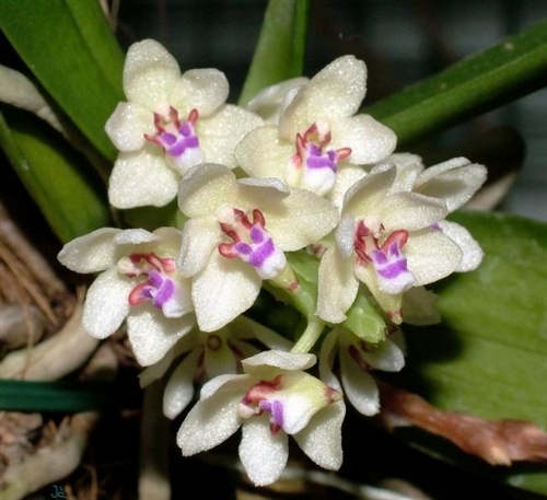Tuberolabium kotoense — orchid specimen at Seattle Orchid