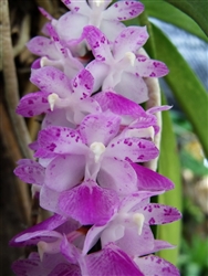 Aerides rosea — orchid specimen at Seattle Orchid