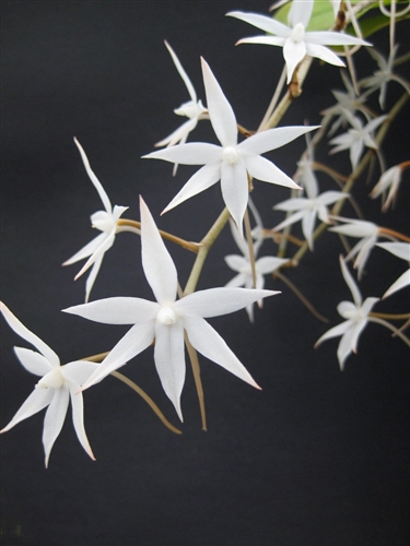 Aerangis biloba — orchid specimen at Seattle Orchid