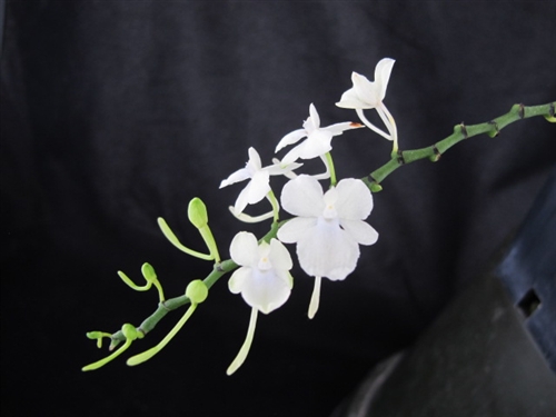 Aerangis citrata — orchid specimen at Seattle Orchid