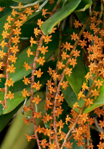 Aerangis hildebrandtii — orchid specimen at Seattle Orchid