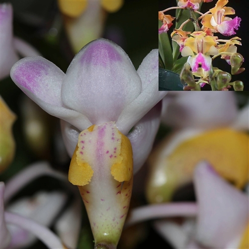 Aerides quinquevulnera x houlletiana — orchid specimen at Seattle Orchid