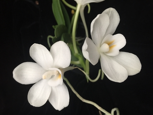 Amesiella Sparkling Jewel — orchid specimen at Seattle Orchid
