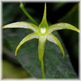 Angraecum calceolus — orchid specimen at Seattle Orchid