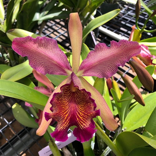 Cattleya dowiana var. rosita — orchid specimen at Seattle Orchid