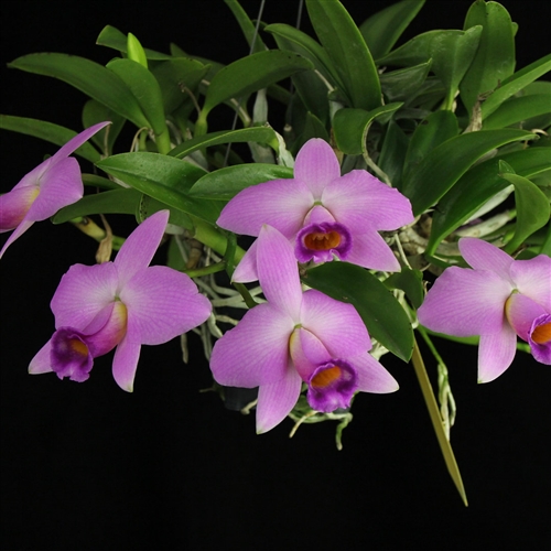 Laelia praestans — orchid specimen at Seattle Orchid