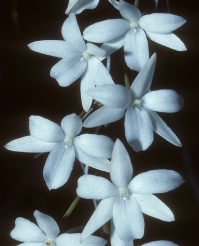 Aerangis modesta — orchid specimen at Seattle Orchid