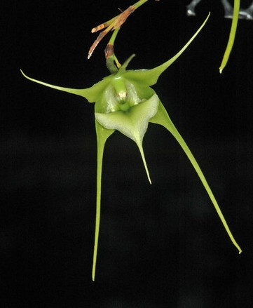 Aeranthes caudata — orchid specimen at Seattle Orchid