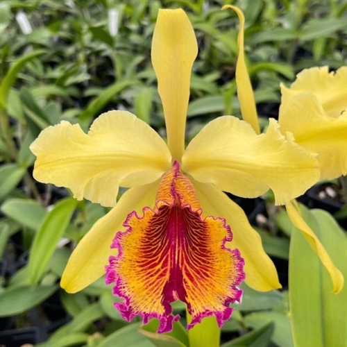 Cattleya dowiana v. aurea — orchid specimen at Seattle Orchid