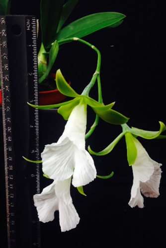 Encyclia mariae — orchid specimen at Seattle Orchid